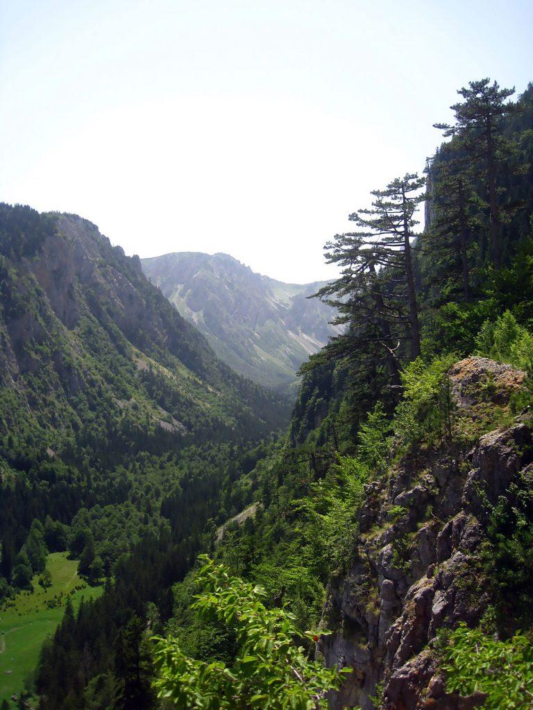 Mt Durmitor forest